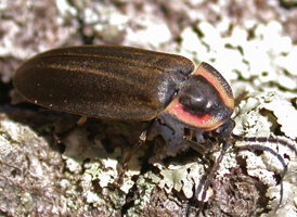 Winter Firefly